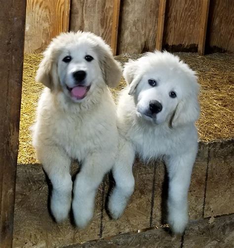 great pyrenees for sale in ohio